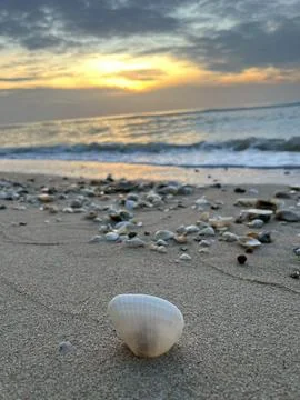 Shells on the sand (6) Stock Photos
