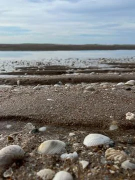Shells on the sand (8) 写真素材