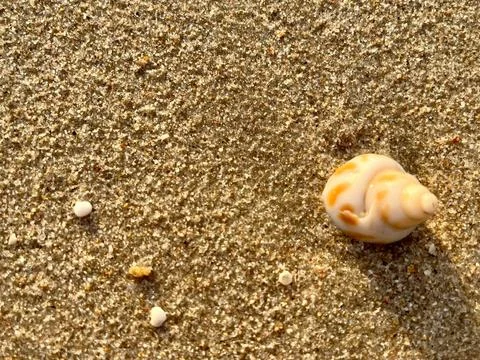 Shells on the sand (9) Stock Photos