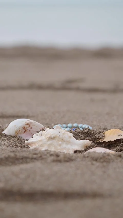 Shells on sand at the beach Stock Footage 335854375