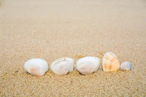 Shells on the sand beach Stock Photos