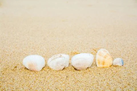 Shells on the sand beach Stock Photos