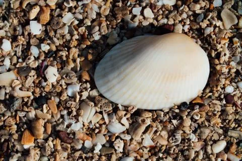 Shells with sand on the beach Stock Photos