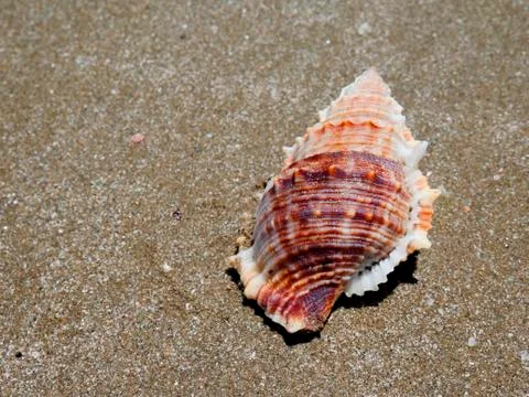 Shells on the sand on the beach. Stock Photos
