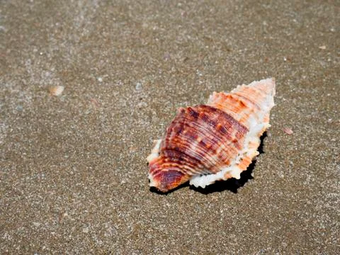 Shells on the sand on the beach. Stock Photos