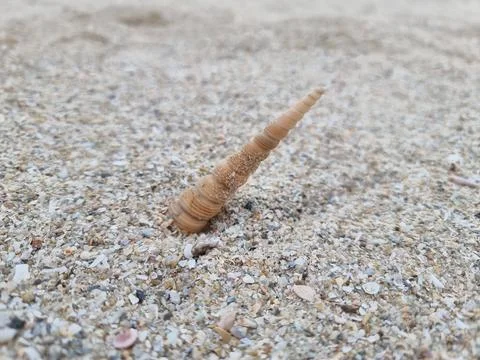 Shells in the sand on the beach Fotos de archivo