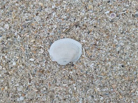Shells in the sand on the beach Stock Photos