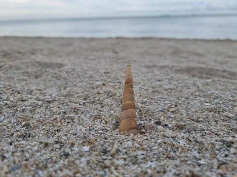 Shells in the sand on the beach Stock Photos