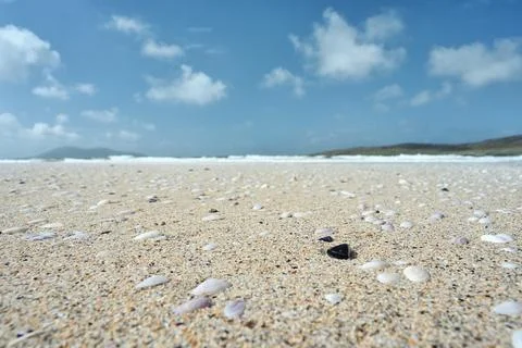 Shells on the sand of the beach Stock Photos