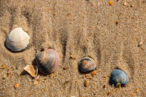 Shells in the sand at the beach of Spain Stock-Fotos