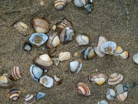 Shells on sand beach.Many types of shells on sand. Stock Photos