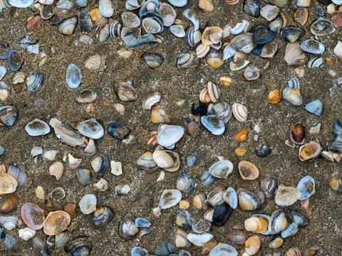 Shells on sand beach.Many types of shells on sand. Stock Photos