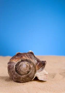 Shells in the sand with blue sky Foto stock