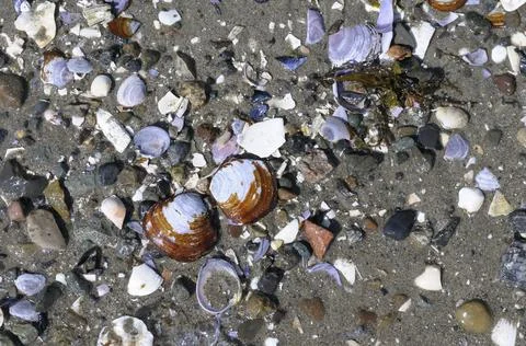 Shells on sand, Cabbage Island, British Columbia Stock Photos