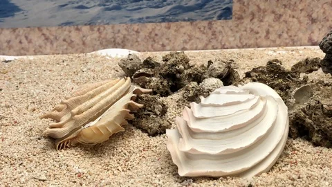 Shells on sand Video stock 121726560