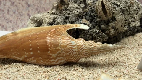 Shells on sand Stock Footage 121726655