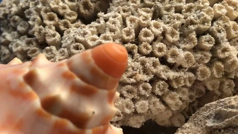 Shells on sand Video stock 121726836