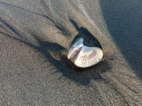 Shells on the sand found on the beach. Stockfoto's