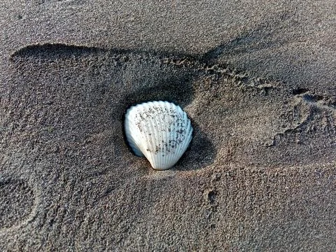 Shells on the sand found on the beach. Фото