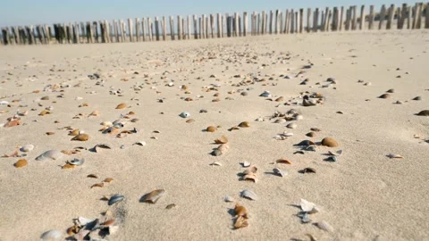 Shells in the sand on the North Sea beach Stock Footage 171930394