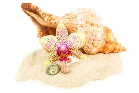 Shells on sand with orchid Stock Photos