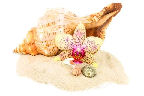 Shells on sand with orchid Stock Photos