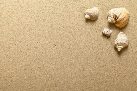 Shells on sand Stock Photos