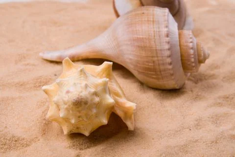 Shells on the sand Foto stock