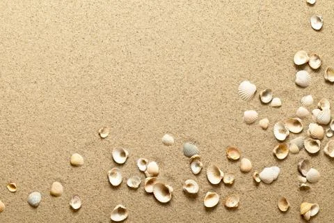 Shells on sand Stock Photos