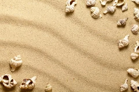 Shells on sand Stock Photos