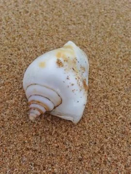 Shells on the sand. Stock Photos
