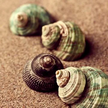 Shells in the sand Stock Photos