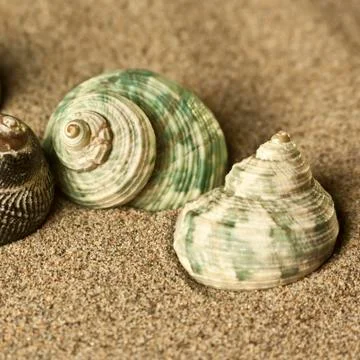Shells in the sand Stock Photos