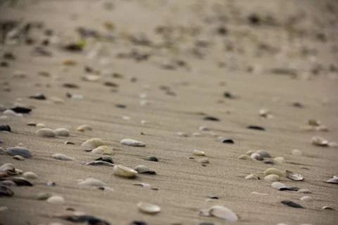 Shells in the sand Foto stock
