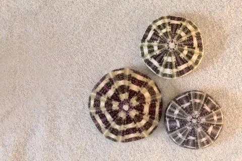 Shells On Sand Stockfoto's