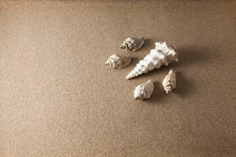 Shells on sand Stock Photos