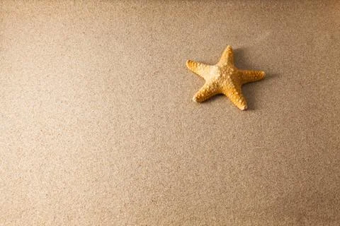 Shells on sand Stock Photos