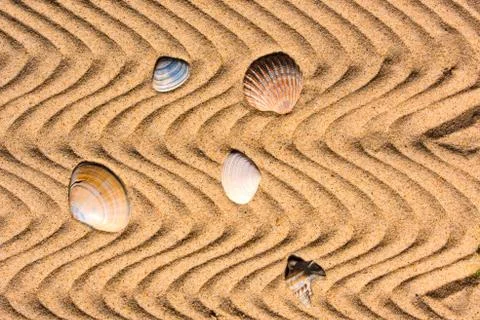 Shells in the Sand Stock Photos