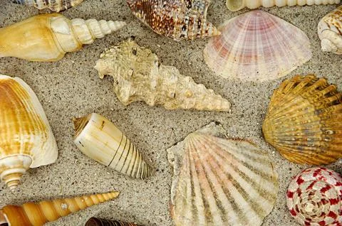 Shells in the sand Stock Photos