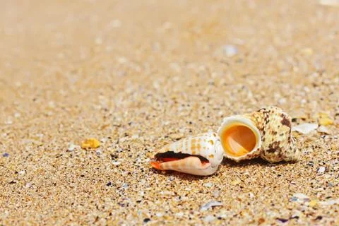 Shells in sand on the sea side Stock Photos