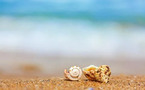 Shells in sand on the sea side Stock Photos