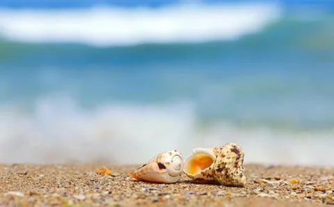 Shells in sand on the sea side Foto stock