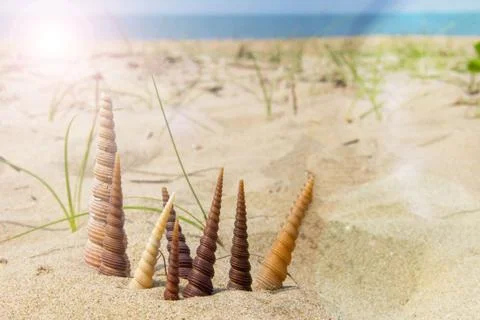 Shells in sand in sunny day Foto stock