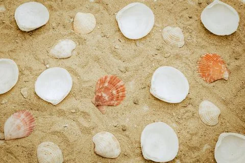 The shells on the sand were arranged as a background image. Stock Photos