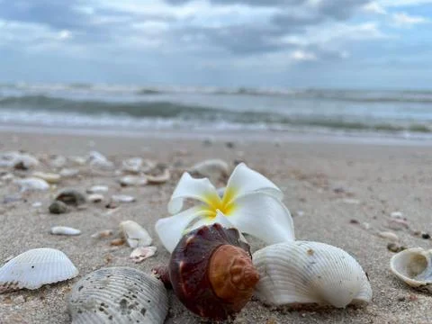 Shells on the sandy beach-01 (1) Stock Photos