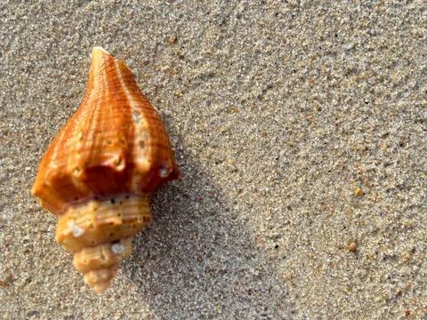 Shells on the sandy beach-1 (10) Stock Photos