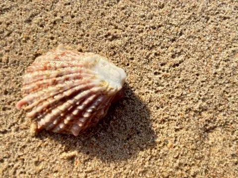 Shells on the sandy beach-1 (13) Stock Photos