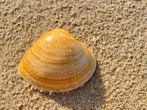 Shells on the sandy beach-1 (17) Stock Photos