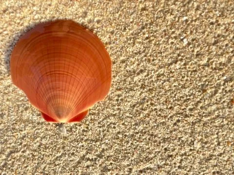 Shells on the sandy beach-1 (18) Stock Photos