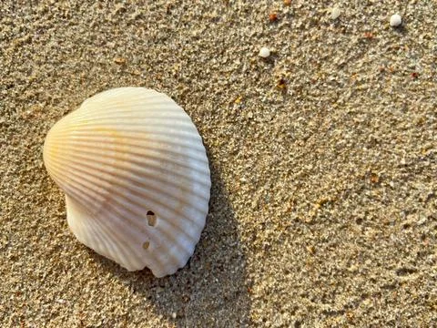 Shells on the sandy beach-1 (19) Stock Photos